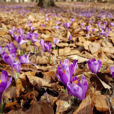 פוליאנה Апартаменти В "Арена Віладж" מראה חיצוני תמונה